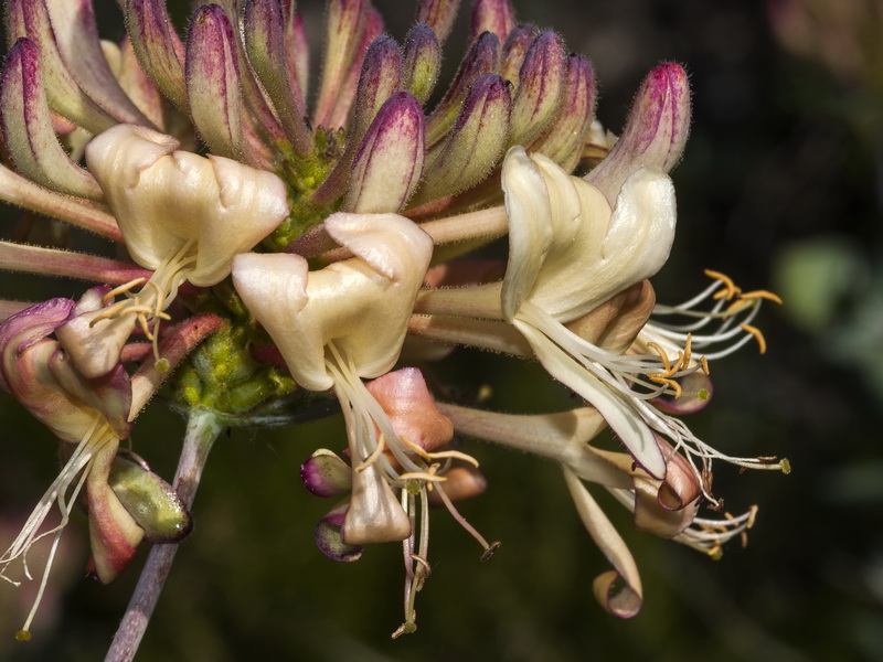 Lonicera splendens.07