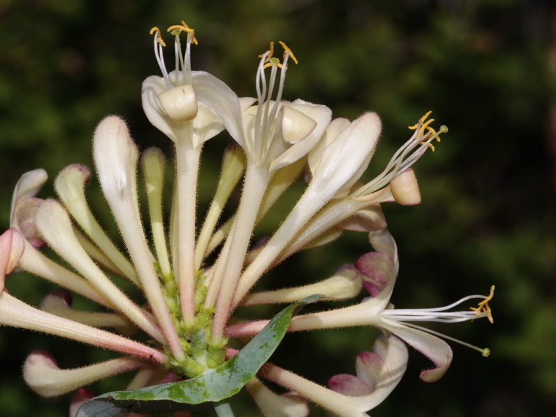 Lonicera splendens.08