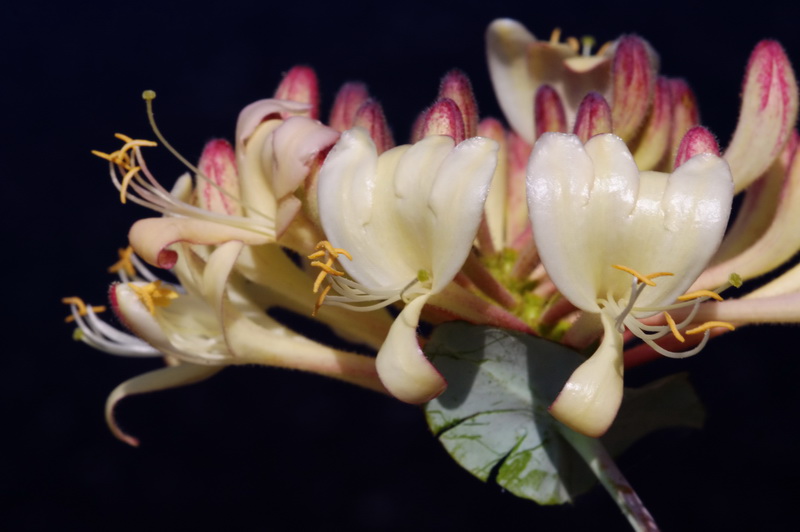 Lonicera splendens.10