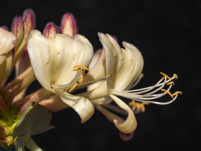 Lonicera splendens.11