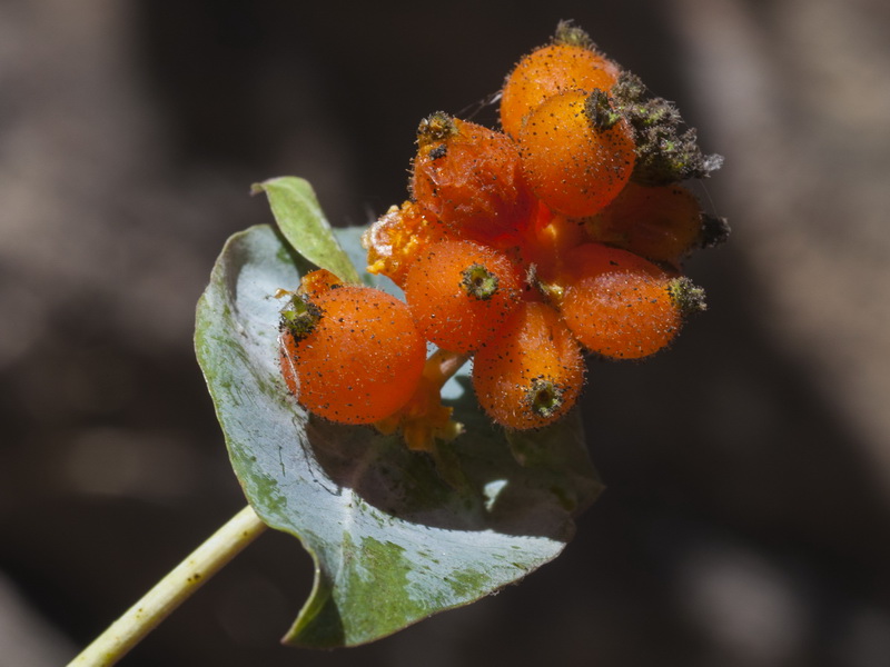 Lonicera splendens.15