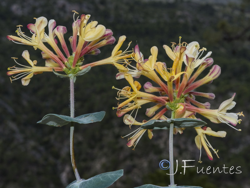 Lonicera splendens.16