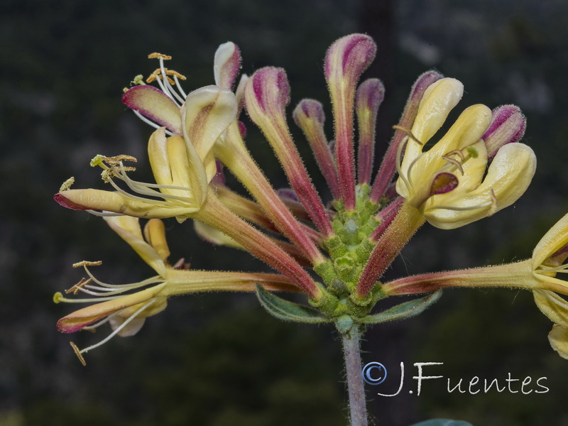 Lonicera splendens.17