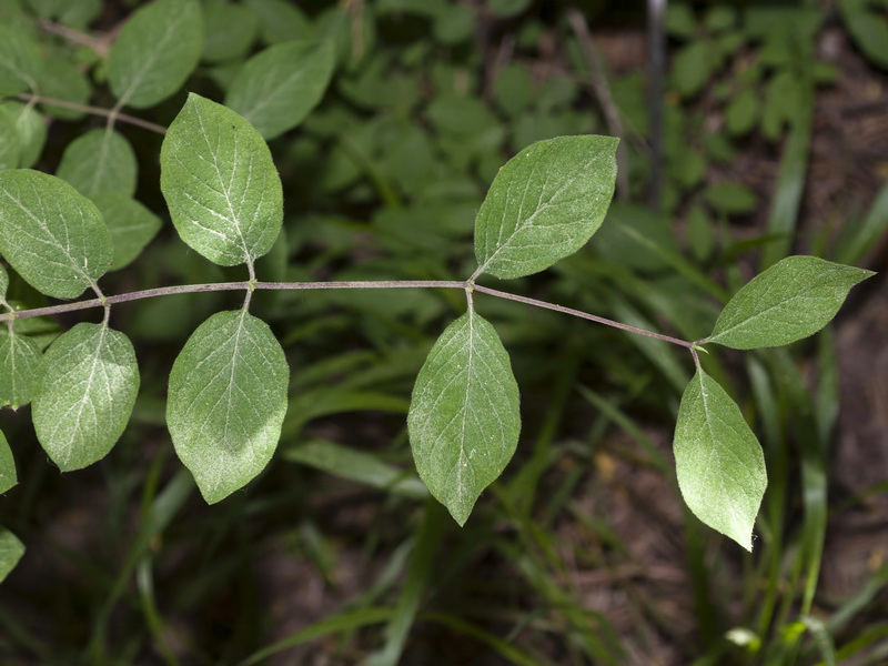 Lonicera xylosteum.04