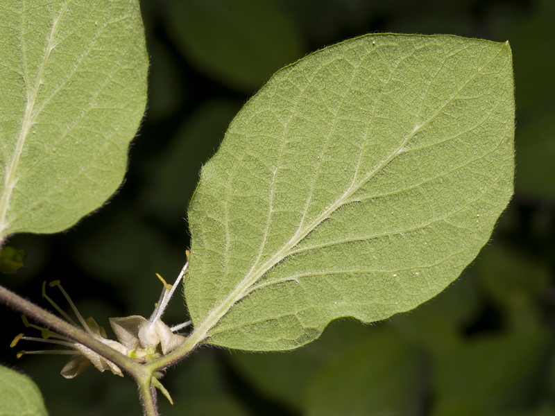 Lonicera xylosteum.06