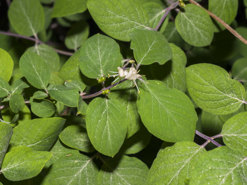 Lonicera xylosteum.07