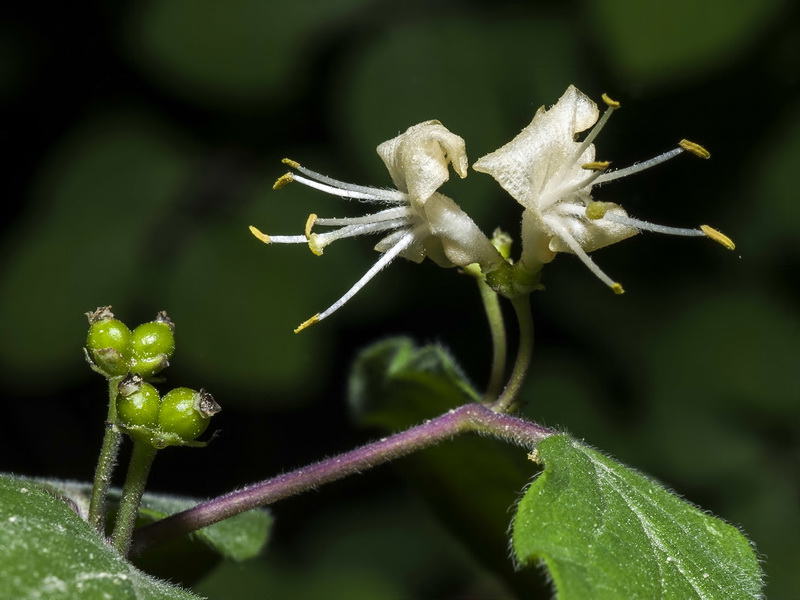 Lonicera xylosteum.08