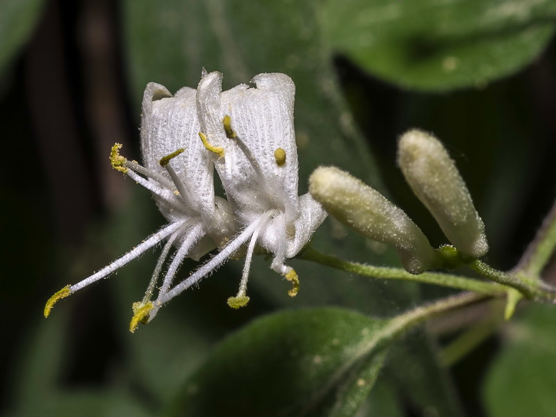 Lonicera xylosteum.10