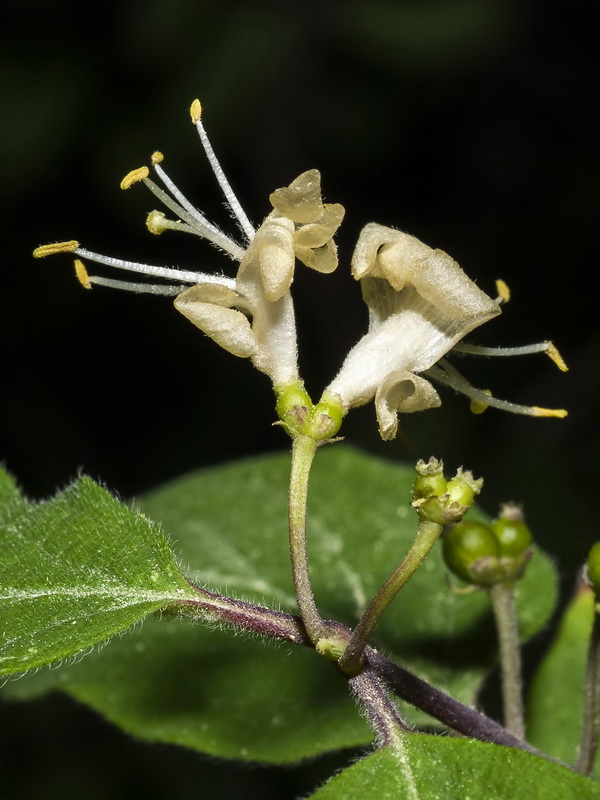 Lonicera xylosteum.14