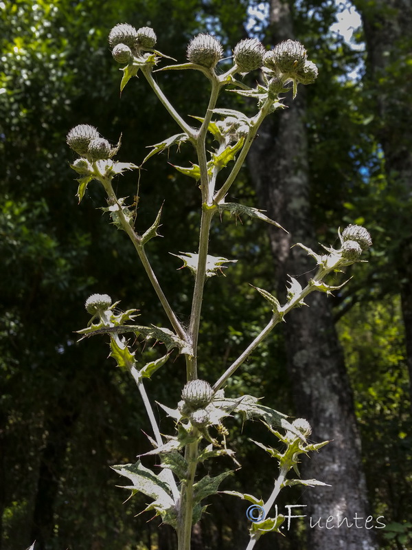 Cirsium scabrum.04