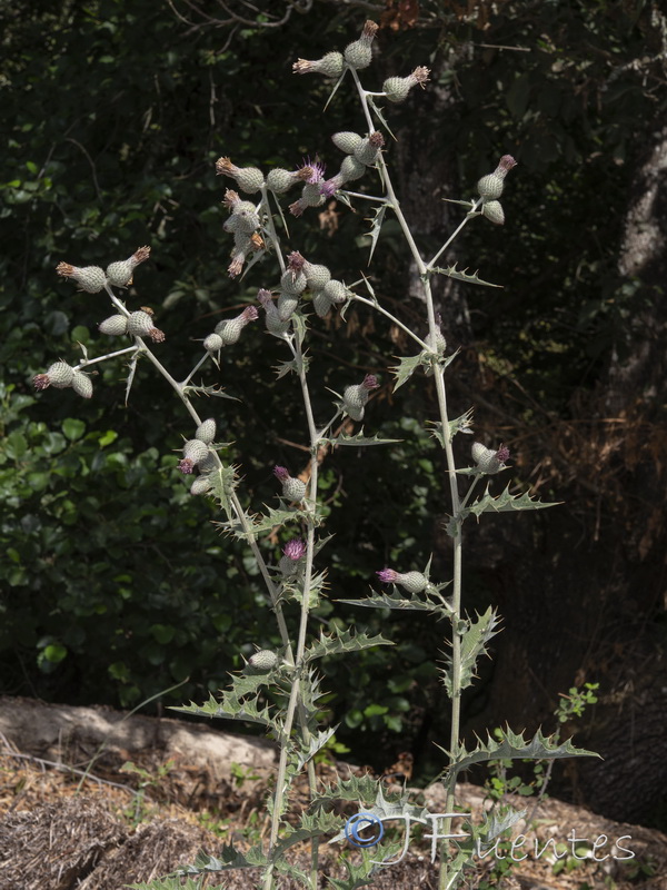 Cirsium scabrum.06