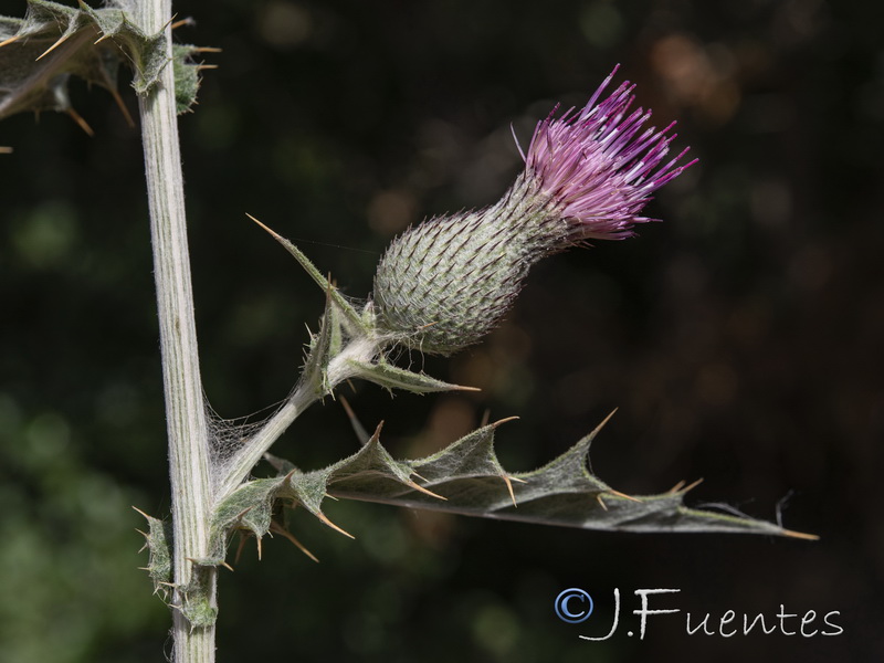Cirsium scabrum.08