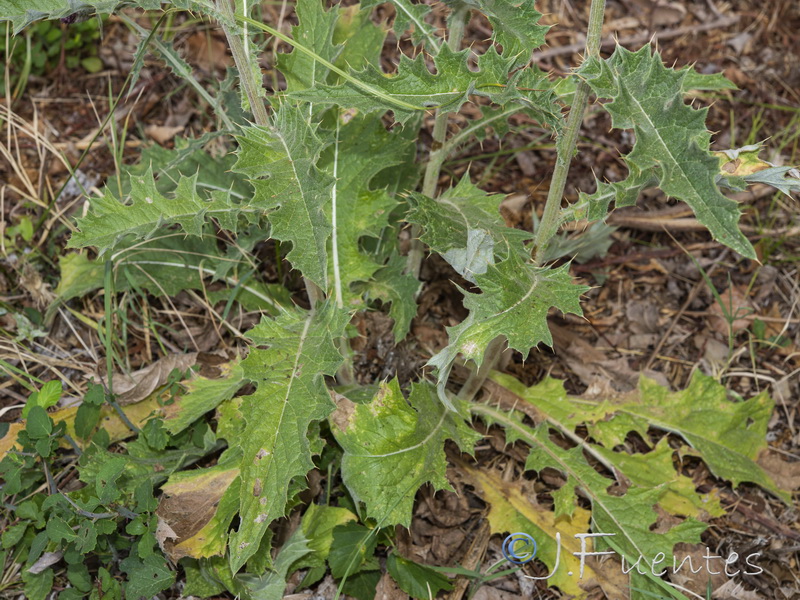 Cirsium scabrum.09