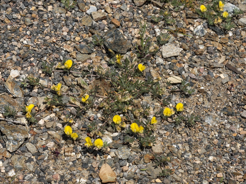 Lotononis lupinifolia.01