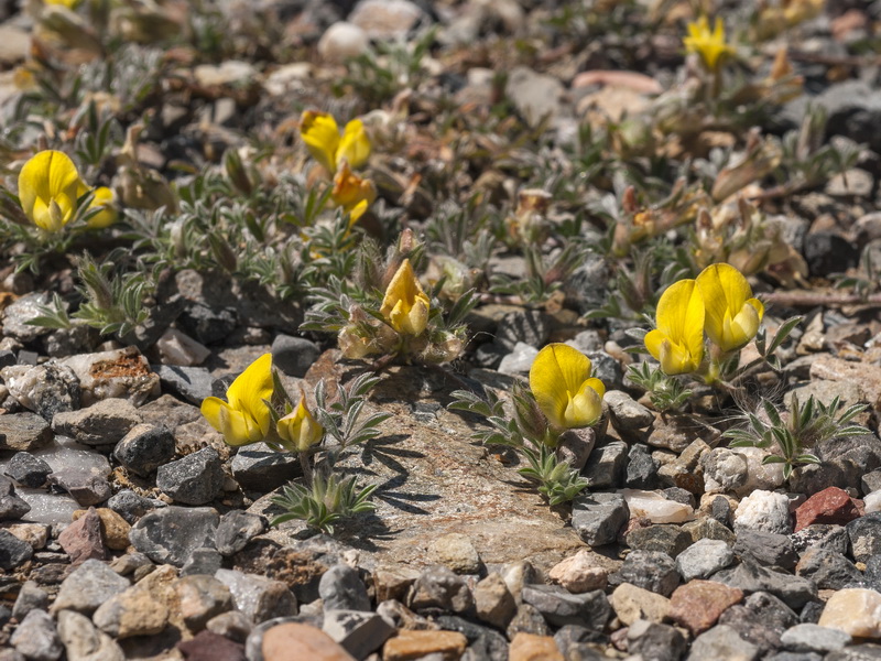 Lotononis lupinifolia.03