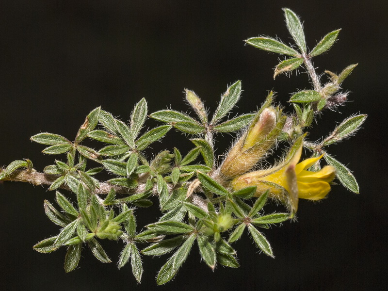 Lotononis lupinifolia.05