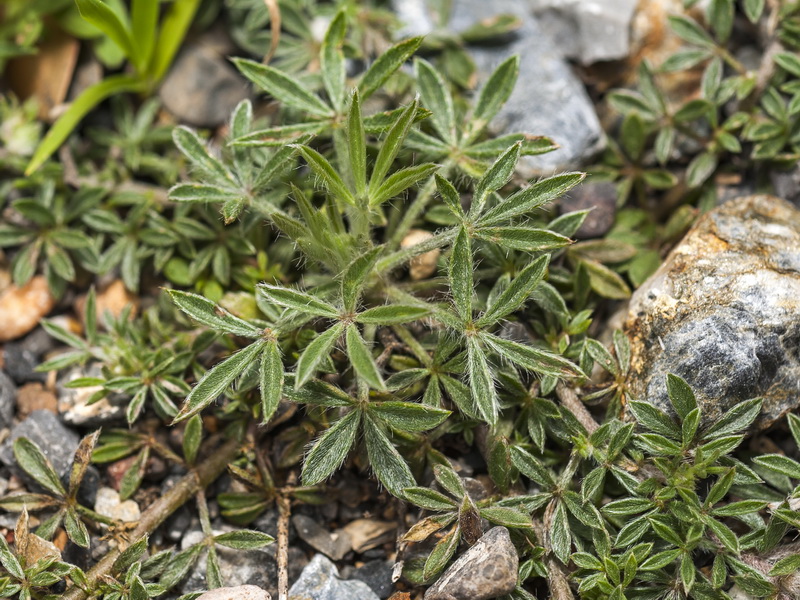 Lotononis lupinifolia.06