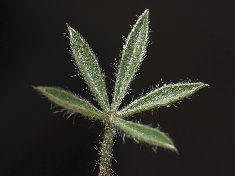 Lotononis lupinifolia.07