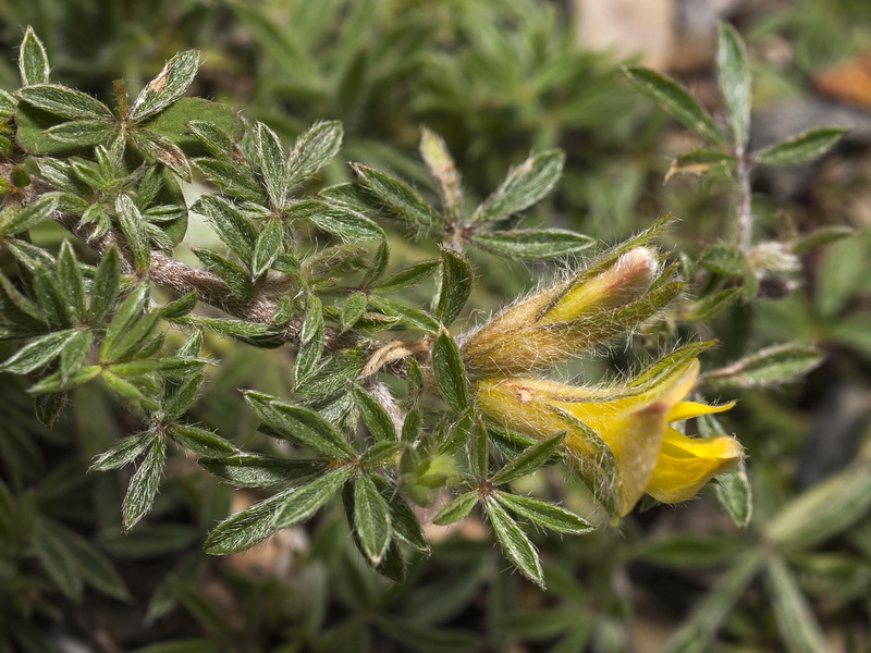 Lotononis lupinifolia.09