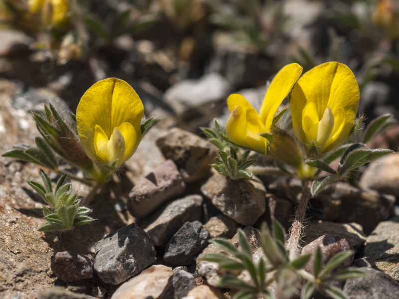 Lotononis lupinifolia.10