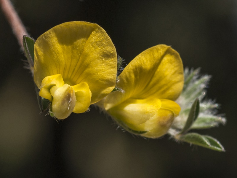 Lotononis lupinifolia.12