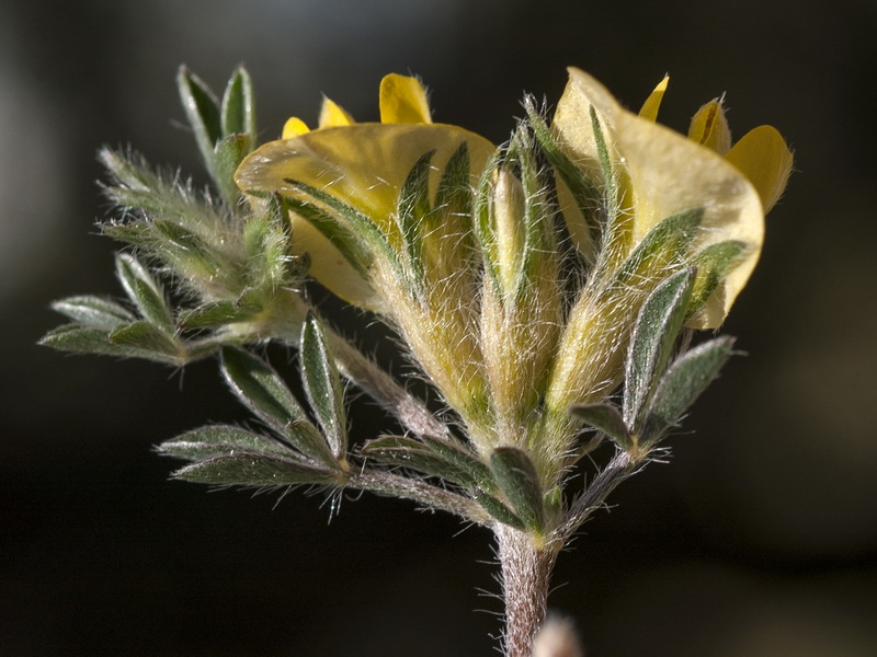 Lotononis lupinifolia.14