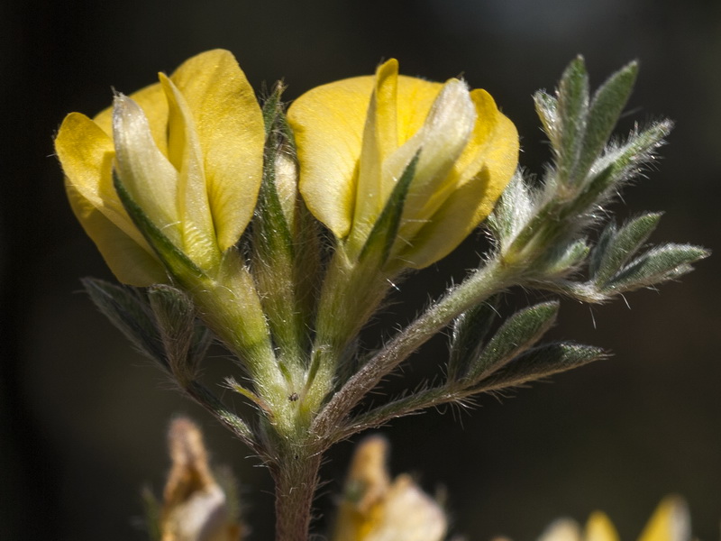 Lotononis lupinifolia.16