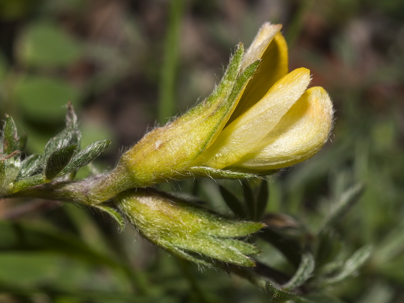 Lotononis lupinifolia.17
