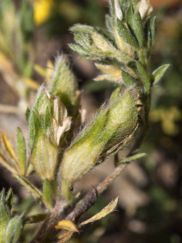 Lotononis lupinifolia.21