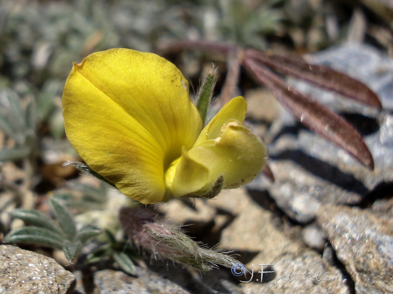 Lotononis lupinifolia.26