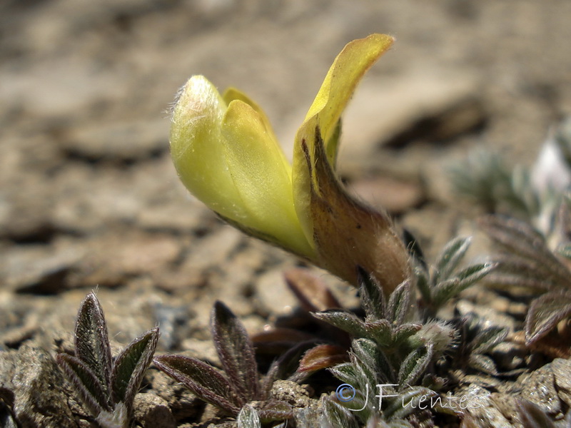 Lotononis lupinifolia.27