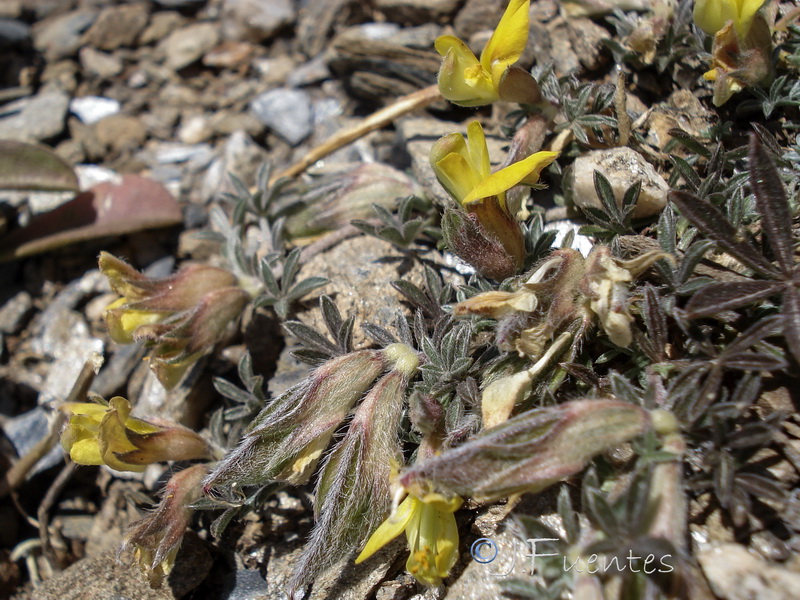 Lotononis lupinifolia.28