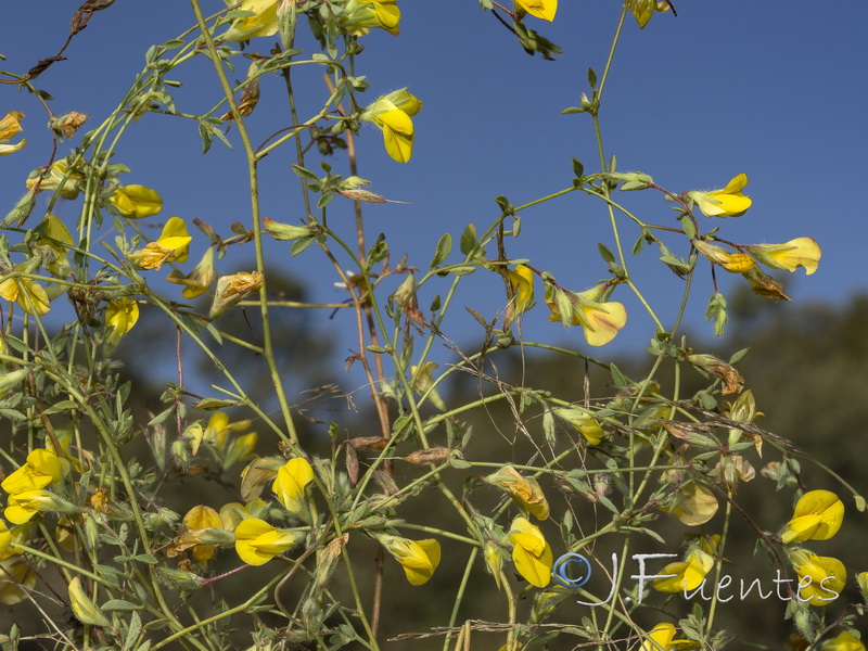 Lotus castellanus.02