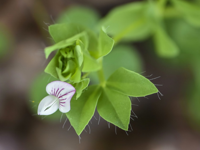 Lotus conimbricensis.02