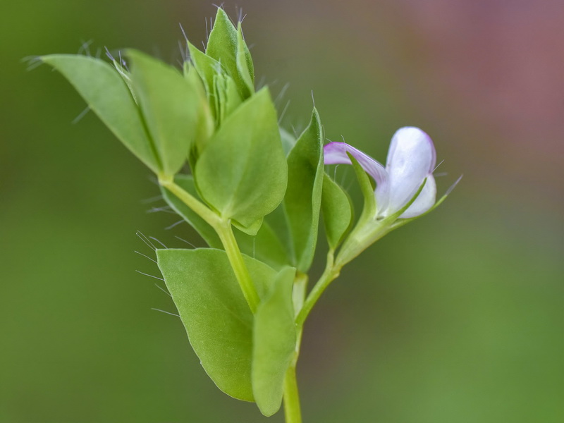 Lotus conimbricensis.03