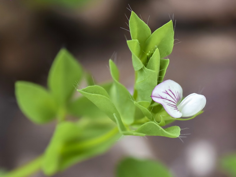 Lotus conimbricensis.04