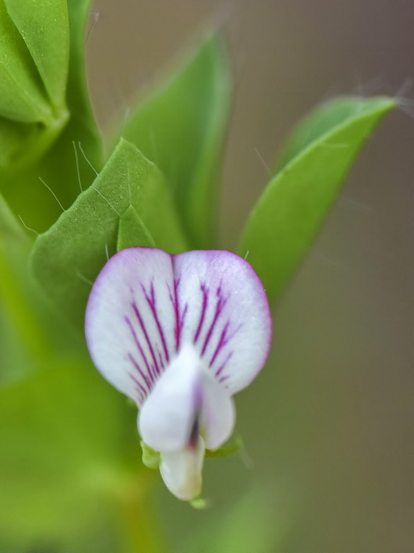 Lotus conimbricensis.05