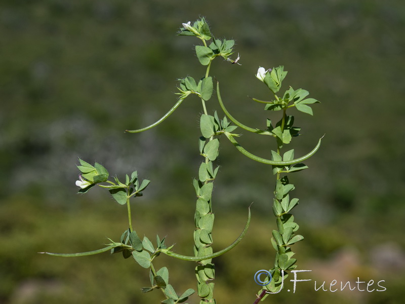 Lotus conimbricensis.06