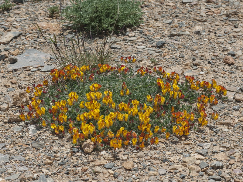 Lotus corniculatus carpetanus.01