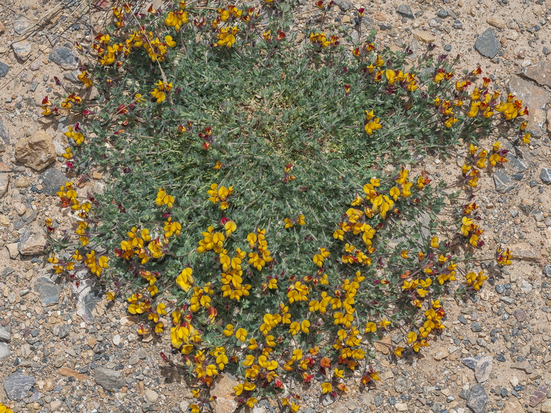 Lotus corniculatus carpetanus.02