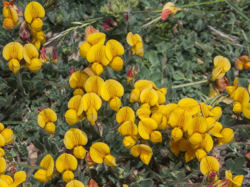 Lotus corniculatus carpetanus.07