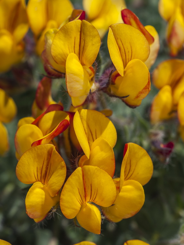 Lotus corniculatus carpetanus.10