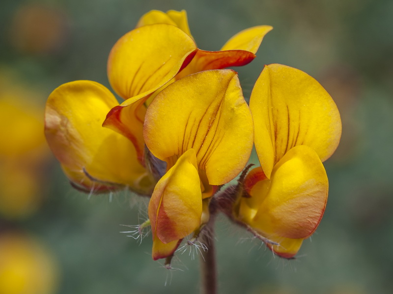 Lotus corniculatus carpetanus.12