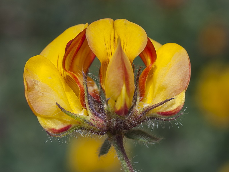 Lotus corniculatus carpetanus.13