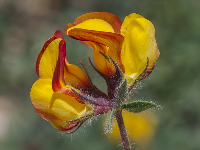 Lotus corniculatus carpetanus.14