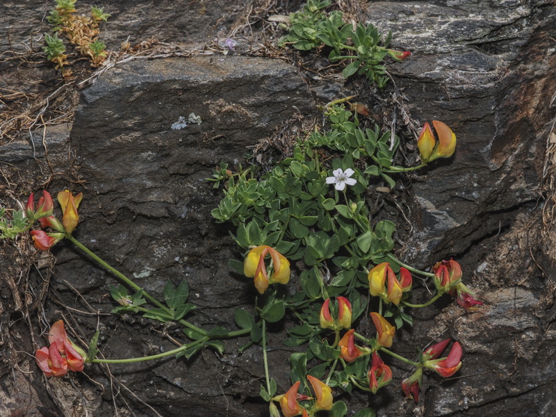 Lotus corniculatus delortii.01
