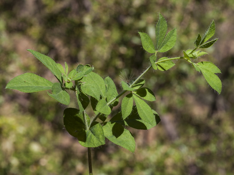 Lotus corniculatus delortii.03