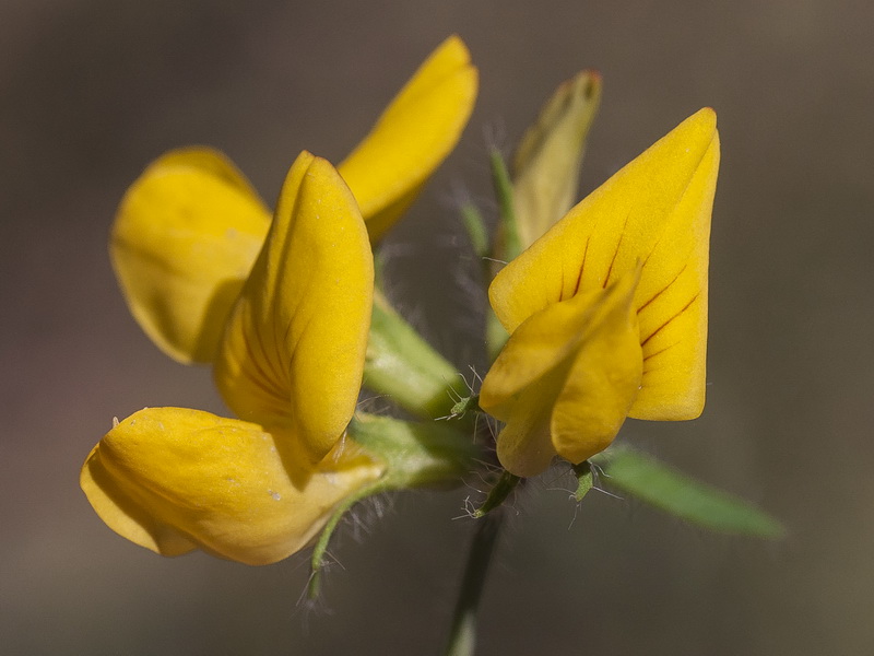 Lotus corniculatus delortii.10