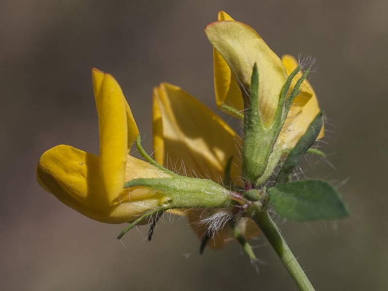 Lotus corniculatus delortii.11