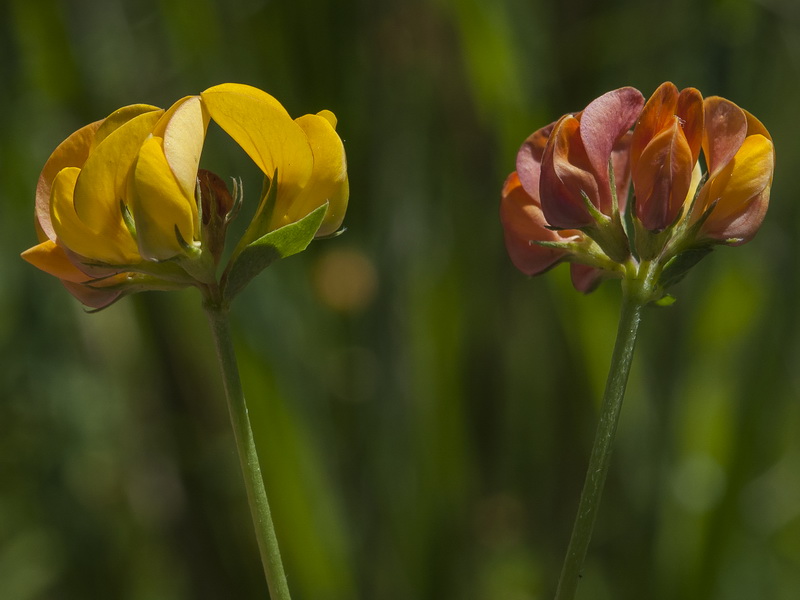Lotus corniculatus delortii.12